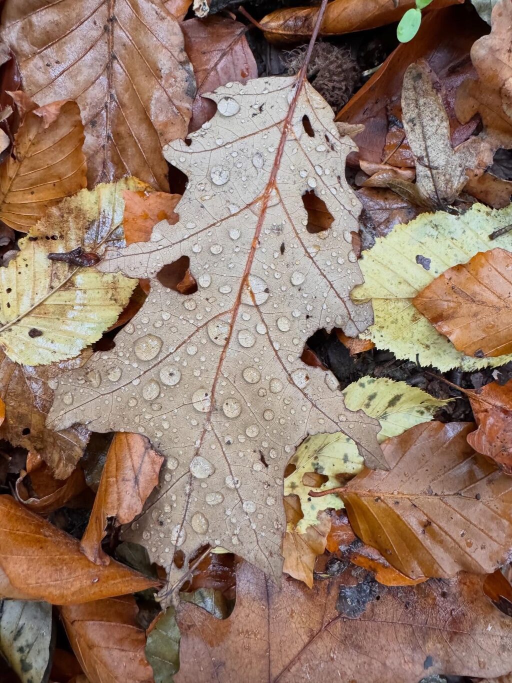 Instagram post from cordibri. This post is in position 0.